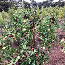 We did not find results for: Daleys Fruit Tree Nursery Shared A Photo On Instagram Shanxi Li Jujube This Delicious Variety Is The Largest Of Fruit Tree Nursery Fruit Trees Fruit Plants