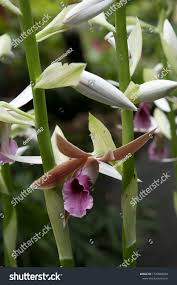 Image result for Phaius occidentalis