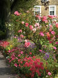 Roses need plenty of sunlight to grow. 30 Ways To Incorporate Roses Into Your Backyard Home Stratosphere
