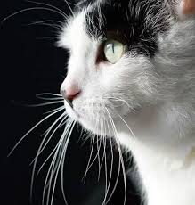 So, if you are looking for awesome cat names, you've come to the perfect place. 100 Famous Female Cat Names From Movies And Books Cat Names Cats Cat Lady