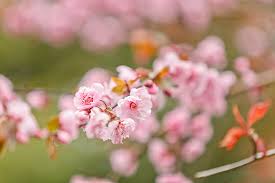 You'll find us tending our american grown blooms in the garden behind a century old victorian house on sellwood's. Best Places To See Cherry Blossoms In Portland Oregon Local Adventurer Travel Adventures In Las Vegas World Wide