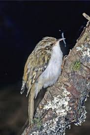 Grimpereau Des Jardins Oiseaux De France Oiseaux Animaux