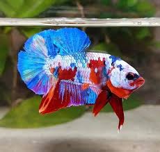 Ikan cupang hias female koi nemo galaxy multicolor. 900 Ide Candy Nemo Emerald Ikan Cupang Ikan Ikan Eksotis