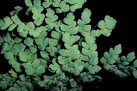 Image result for Adiantum