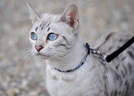 Bengal de furias/ bengal cat breeder. Silverstorm Bengalsinformation About The Bengal Silverstorm Bengals