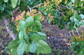 The pistachio hydrangea is an exciting rebloomer that offers absolutely stunning color combinations from late spring to fall. Pistachio Tree Propagation And Pollination Wikifarmer