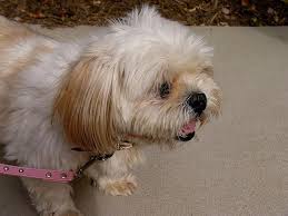 Coughing coughing doesn't automatically signal cancer; Dog Coughing Coughing In Dogs Treatment Petmd