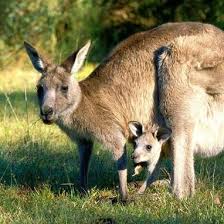Function Of The Kangaroo S Pouch