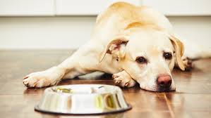We did not find results for: Salmonella Triggers Dog Food Recall Impo