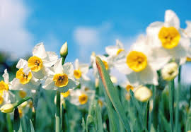 This classic story is celebrating its 40th anniversary beginning in september of 2012. Daffodil Meaning And Symbolism Ftd Com