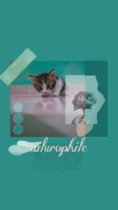 Cat Wallpaper Cat Wallpaper Cats Wallpaper