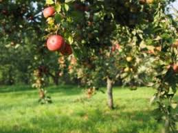 Die wuchseigenschaften des apfelbaumes werden ausschließlich bestimmt von der „unterlage, der. Apfelbaume Fur Den Garten Die Besten Sorten Fur Hobbygartner