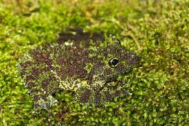 Animal Camouflage Can You Spot These Masters Of Disguise Playing Hide And Seek Camouflage Reptiles And Amphibians Frog