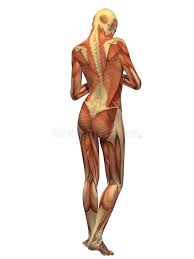 The kind of anatomy that is very small structures and can only be viewed with a microscope. Human Body Muscle Female Back Stock Illustration Illustration Of Beautiful Cute 5579624