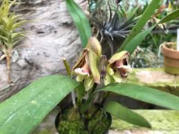 Image result for Polystachya galeata