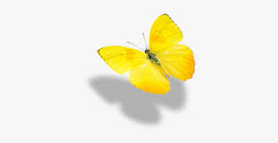 Real Yellow Butterflies Hd Png Download Transparent Png Image Pngitem If you like, you can download pictures in icon format or directly in png image format. real yellow butterflies hd png