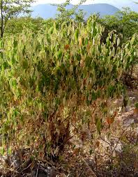 Image result for Croton gratissimus