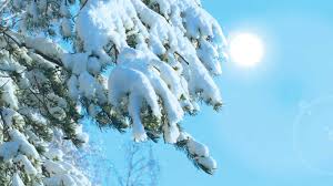 Yes, all evergreen conifer leaves ('needles') continue to photosynthesize in winter, provided the temperature is above freezing and water is available. How Christmas Trees Keep Their Green Needles Over The Boreal Winter Tech Explorist