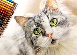 Maybe you would like to learn more about one of these? Gambar Binatang Kucing