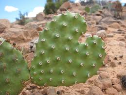 Please don't call me crazy. Cactus Shaped Like A Heart Heart In Nature Cactus Heart Shapes