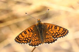 Image result for Melitaea cinxia