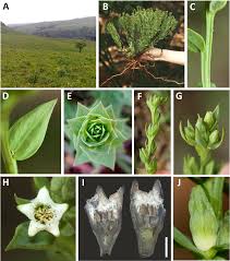 Image result for Thesium goetzeanum