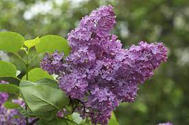 #4 of 12 hotels in mackinac island. Tips For Growing Lilac Bushes