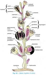 Check spelling or type a new query. 7 Daur Hidup Obelia Sp Dan Penjelasannya Dosenbiologi Com