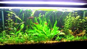See more ideas about aquascape, planted aquarium, fish tank. Tips And Tricks To Successful Aquascaping Freshwater Youtube
