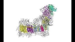 Als protonenpumpe werden in der biochemie und physiologie allgemein transmembranproteine bezeichnet, die protonen über eine biologische membran, gegen einen elektrochemischen gradienten, transportieren. Eurekalert Science News Releases