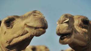 Camel milk is nutritionally more similar to human breastmilk than to regular dairy milk. Is The Next Dairy Free Beverage Trend Camel Milk Inc Com