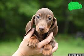 Image result for jezevčík hladkosrstý