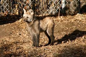 The endangered wolf center has played a critical role to promote awareness of this. Maned Wolf Pups Are Awwdorable Aww