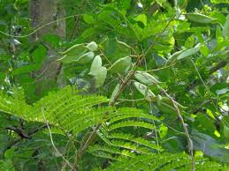 Image result for Caesalpinia sappan