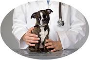 I really don't leave reviews but during covid to be afforded such care. Sugar Land Veterinarians