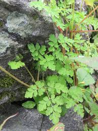 Image result for Corydalis mildbraedii