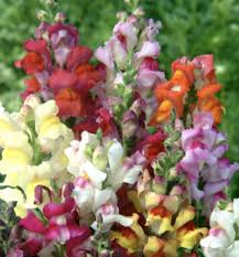 Garden flowers seeds for sale. Home Muller Seeds