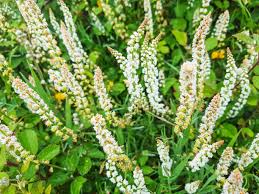 Image result for Resedaceae