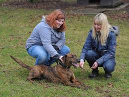 Kluge hunde ist eine hundeschule in fürth. Tierheim Duderstadt Mit Hundetraining Grossere Chancen
