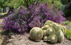 Image result for Polygala virgata