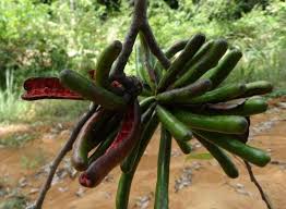 Image result for Xylopia aethiopica