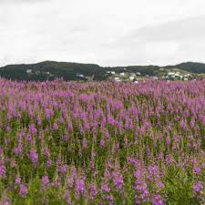 Each flower is up to 1.5cm and has 5 bright yellow corolla. Plants Seeds Bulbs 300 Seeds Purple Loosestrife Commun Purple Loosestrife X602 Seeds Garden Patio