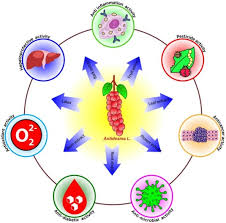 Image result for Antidesma membranaceum