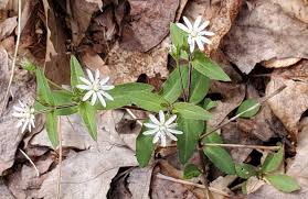 Image result for Stellaria