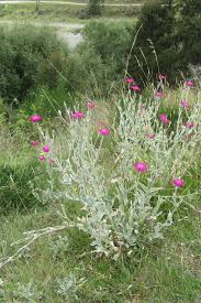 Verkaufe kronen lichtnelken 10 stk zu haben winterhart. Kronen Lichtnelke Silene Coronaria Beschreibung Steckbrief Systematik
