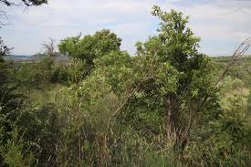 Image result for Searsia leptodictya