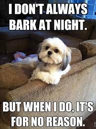 Dogs Funny Pics With Funny Captions Boomwala Funny Dog Pictures Dog Quotes Funny Funny Animals
