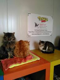Toyzz Shop Haytap Isbirligi Ile Samsun A Kedi Evi Alindi Haytap Hayvan Haklari Federasyonu