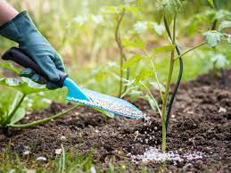 All plants need nitrogen to grow. Fertilizers For Tomatoes When And How To Use Tomato Fertilizer