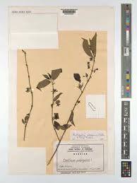 Image result for Multidentia exserta